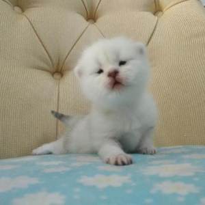 催眠眼镜之孕妇开宫
